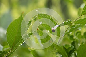 A Brown Garden snail (Cornu aspersum) on a leaf