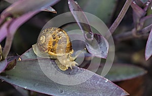 A Brown Garden Snail (Cornu aspersum) on a leaf at a garden in Sydney