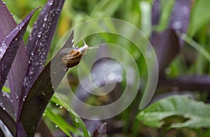 A Brown Garden snail (Cornu aspersum) on a plant