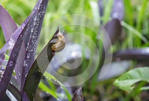 A Brown Garden snail (Cornu aspersum) on a plant