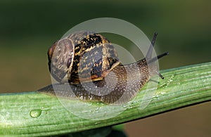 Brown Garden Snail, helix aspersa, Adult