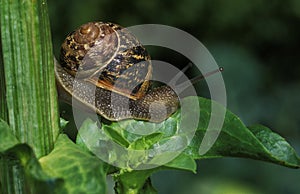 BROWN GARDEN SNAIL helix aspersa, ADULT STANDING ON LEAF