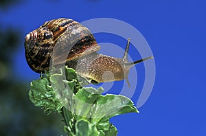 Brown Garden Snail, helix aspersa, Adult standing on Leaf against Blue Sky