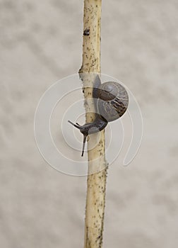 Garden snail crawling along a twig with light blurred background