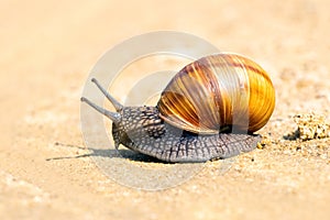 Brown garden snail (Helix aspersa) ?reeps on the sand