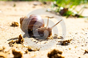 Brown garden snail (Helix aspersa) Ñreeps on the sand