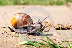 Brown garden snail (Helix aspersa) Ñreeps on the sand