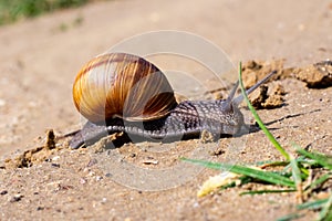 Brown garden snail (Helix aspersa) Ñreeps on the sand