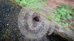 Brown garden snail in rainy season, Kerala