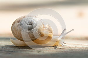 A brown garden snail on a wooden background