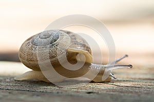 A brown garden snail on a wooden background
