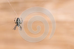Brown garden spider on cobweb with beige background