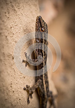 Brown gecko climbing a wall