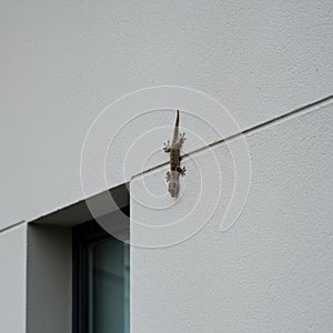 Brown Gecko on a Grey Wall