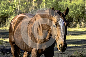 Brown gelding horse from chest up