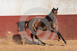 Brown gelding thoroughbred horse galloping in freedom