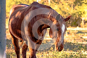 Brown gelding walking with head down