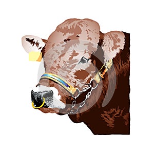 Brown german Braunvieh bull realistic illustration