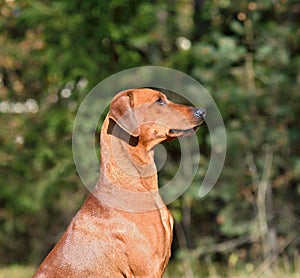 Brown German Pinscher dog