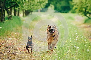 Brown German Shepherd And Miniature Pinscher