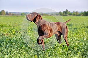 Brown German Shorthaired Pointer. A muscular hunting dog is standing in a point in the field among the green grass. A spring day.