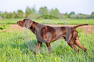Brown German Shorthaired Pointer. A muscular hunting dog is standing in a point in the field among the green grass. A spring day.