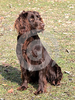 Brown German Spaniel dog