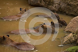 Brown giant capybara in the water