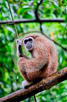 Brown gibbon