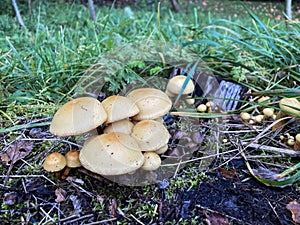 Brown-Gilled Woodlover on stump of apple tree