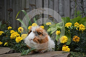 Brown ginger and white furred Guinea pig sitting in marigold flowers eating kale