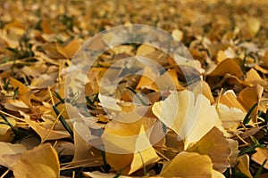 Brown ginkgo leafes