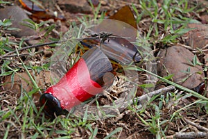 A brown glass bottle of beer broken on the ground.