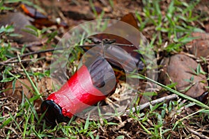 A brown glass bottle of beer broken on the ground.