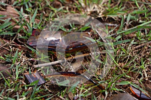 A brown glass bottle of beer broken on the ground.