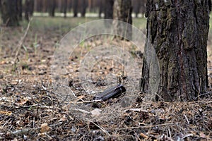 Brown glass bottle on the ground in a pine forest