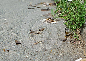 Brown glass from a broken bottle in the street. Garbage collection problem