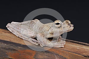 Brown gliding tree frog