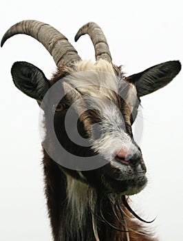 Brown Goat