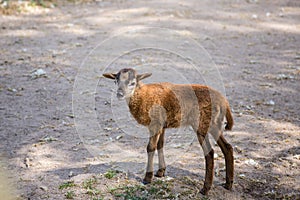 Brown goat bleat standing on the ground