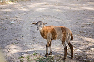 Brown goat bleat standing on the ground photo