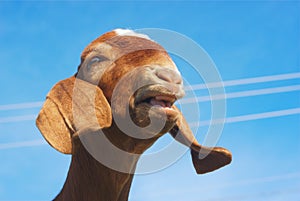 Brown goat bleating on blue sky