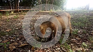 Brown goat eating grass in field