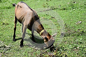 Brown goat graze in the meadow