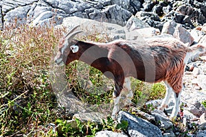 Brown goat grazing grass in a field. Farmed animal in nature scene