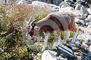 Brown goat grazing grass in a field. Farmed animal in nature scene