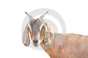 Brown goat head standing and looking at camera isolated on white background ,apra aegagrus hircus relaxed time