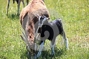 Brown goat with her black kid on a meadow