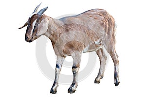 Brown goat isolated on white