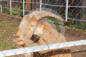 Brown goat with large horns closeup portrait